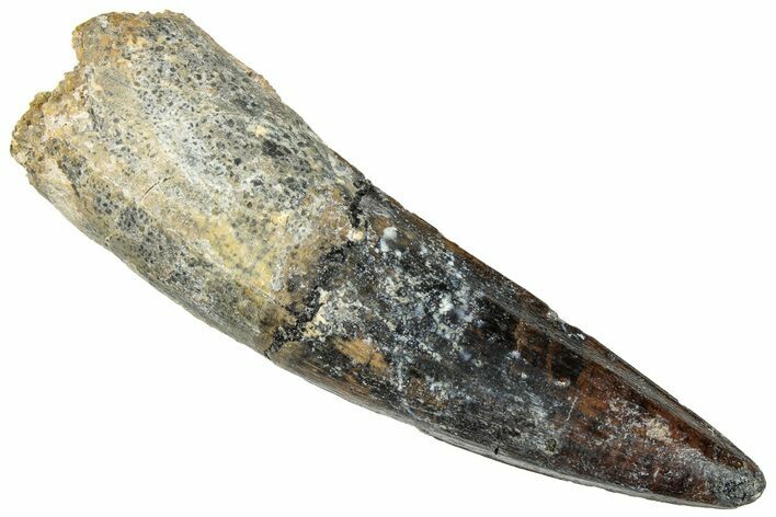 Fossil Spinosaurus Tooth - Real Dinosaur Tooth #296528